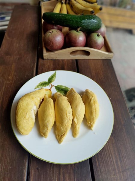 Sầu riêng chín cây Dak Lak